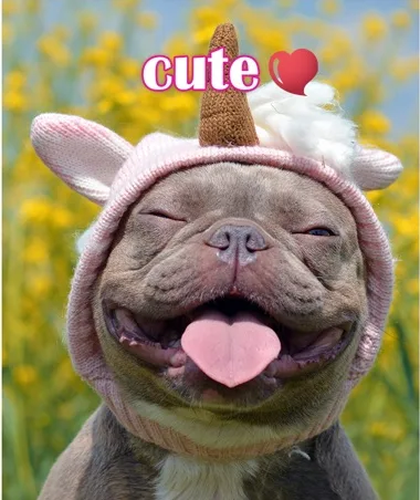 Bulldog in a pink unicorn hat labeled cute