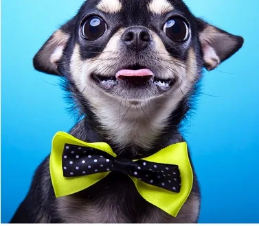 Chihuahua wearing a polka-dot bow tie