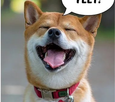 Smiling shiba inu with a YEET speech bubble